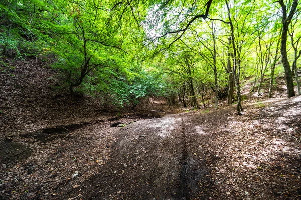 Wilder Wald Über Dem Schildkrötensee Oberhalb Des Stadtzentrums Von Tiflis — Stockfoto