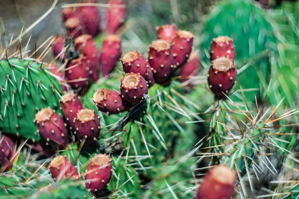 Coppia Pungente Opuntia Cactus Sulla Roccia — Foto Stock