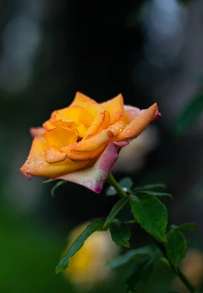 Blooming Rose Flower Morning Rain Natural Card Concept — Stock Photo, Image