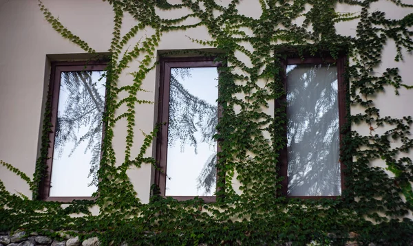 Fenêtre Couverte Une Plante Lierre Rampante Feuilles Persistantes Comme Concept — Photo