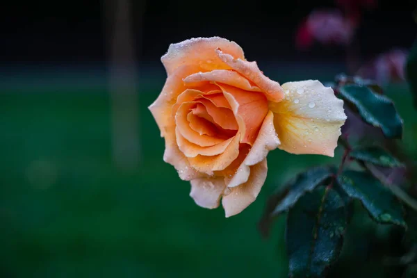 Kwitnący Kwiat Róży Rano Deszczu Jako Naturalna Koncepcja Karty — Zdjęcie stockowe
