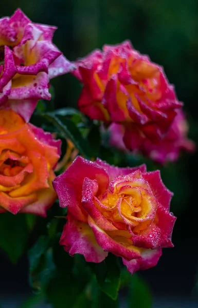 Blühende Rosenblüte Morgen Nach Dem Regen Als Natürliches Kartenkonzept — Stockfoto