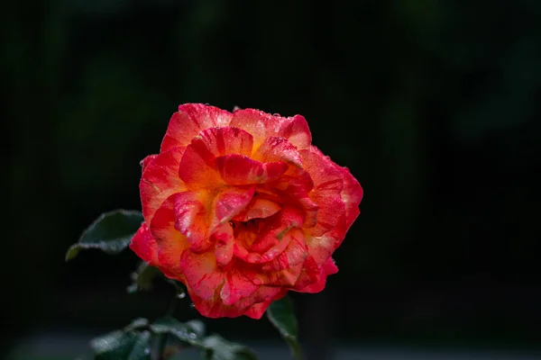 Blühende Rosenblüte Morgen Nach Dem Regen Als Natürliches Kartenkonzept — Stockfoto