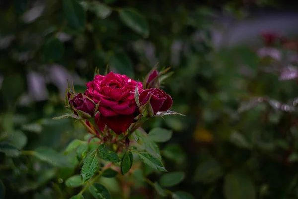 Flor Rosa Florescendo Parte Manhã Após Chuva Como Conceito Cartão — Fotografia de Stock