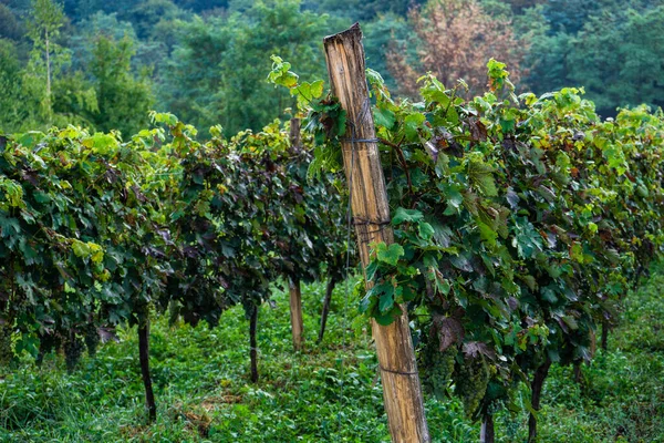 Lopota Viñedo Cerca Napareuli Región Vinícola Georgia Kakheti Día Soleado — Foto de Stock