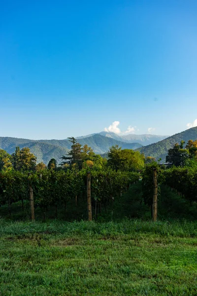 格鲁吉亚葡萄酒区靠近Napareuli的Lopota葡萄园 阳光充足的Kakheti — 图库照片