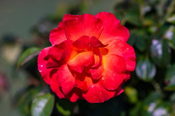 Flor Rosa Florescendo Parte Manhã Após Chuva Como Conceito Cartão — Fotografia de Stock