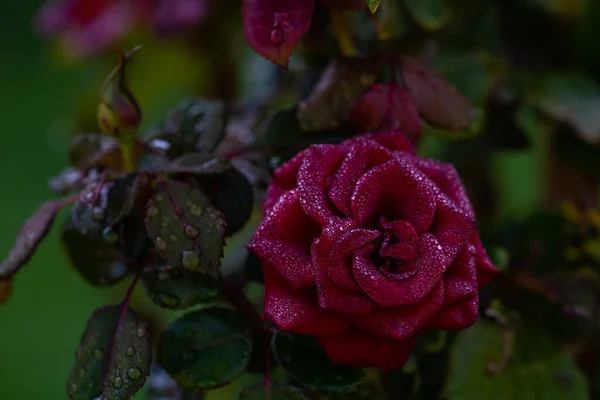 Floraison Rose Matin Après Pluie Comme Concept Carte Naturelle — Photo