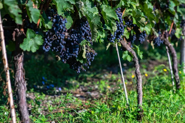 Lopota Vineyard Close Napareuli Wine Region Georgia Kakheti Sunny Day — Stock Photo, Image