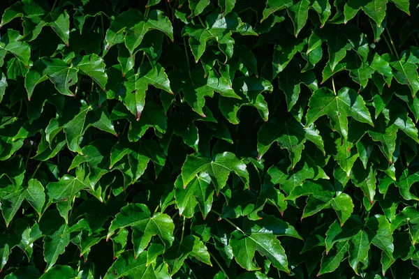Starý Sraircase Pokryté Zeleně Plíživé Břečťan Rostlina Jako Architektura Pozadí — Stock fotografie