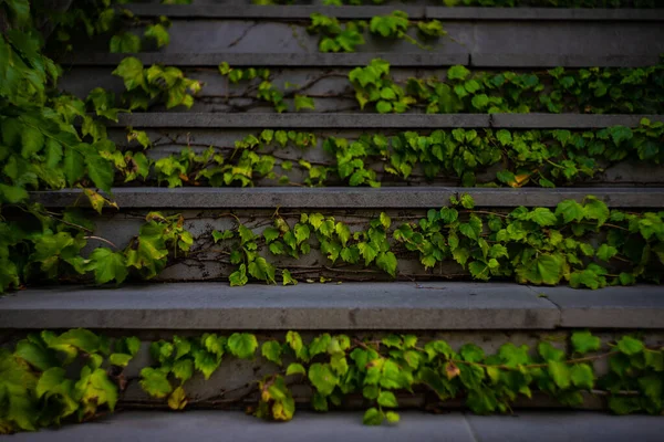 Old Sraircase Covered Green Creeping Ivy Plant Architecture Background — Stock Photo, Image