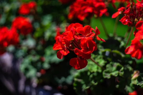 庭の装飾として鍋に赤いゼラニウムの花 — ストック写真