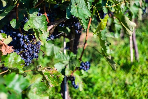 Lopota Viñedo Cerca Napareuli Región Vinícola Georgia Kakheti Día Soleado —  Fotos de Stock