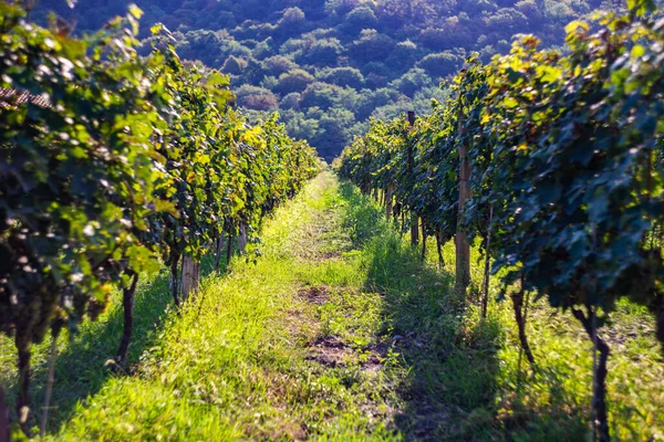Lopota Winnica Pobliżu Napareuli Regionie Winiarskim Gruzji Kacheti Słoneczny Dzień — Zdjęcie stockowe