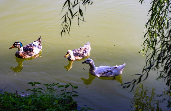 Patos Desfrutando Sua Vida Lago Lopota Kakheti Geórgia Setembro 2020 — Fotografia de Stock