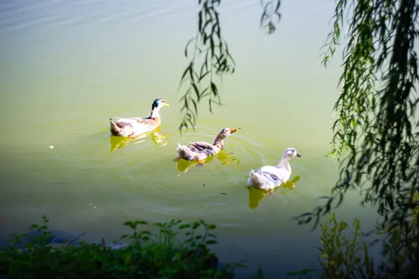 Patos Desfrutando Sua Vida Lago Lopota Kakheti Geórgia Setembro 2020 — Fotografia de Stock