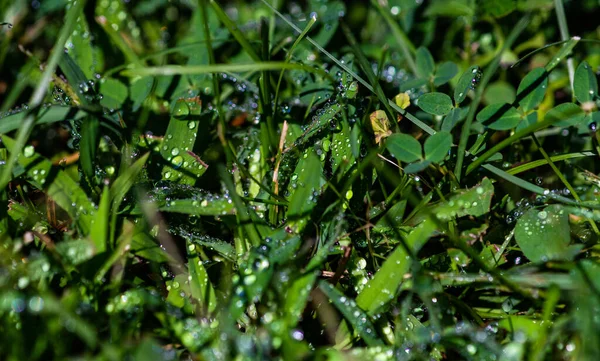 Зеленая Трава После Дождя Естественная Концепция Карты — стоковое фото