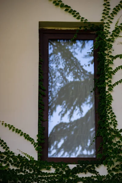 Window Covered Evergreen Creep Ivy Plant Architecture Concept — Stock Photo, Image