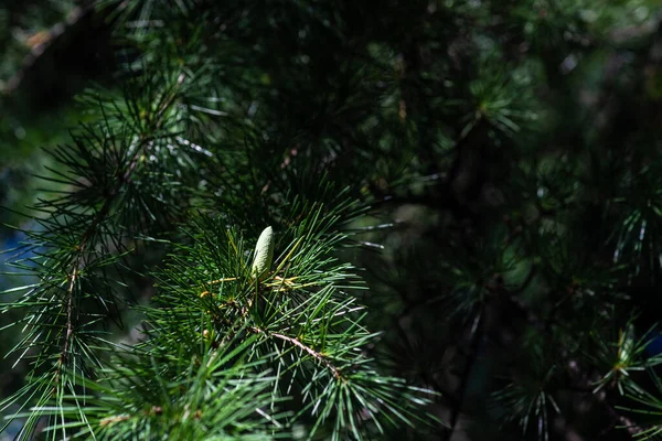 Конус Вечнозеленом Дереве Парке — стоковое фото