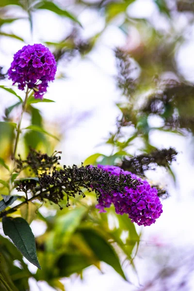 Lila Blumen Auf Einem Tropischen Baum Einem Park — Stockfoto