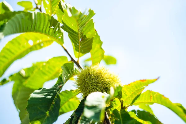 Spanish or sweet chestnut on a tree in a garden