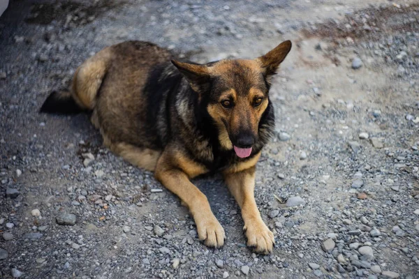 Yaz Mevsiminde Sevimli Evsiz Köpek — Stok fotoğraf