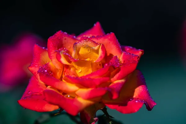 Flor Rosa Florescendo Parte Manhã Após Chuva Como Conceito Cartão — Fotografia de Stock