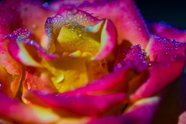 Flor Rosa Florescendo Parte Manhã Após Chuva Como Conceito Cartão — Fotografia de Stock