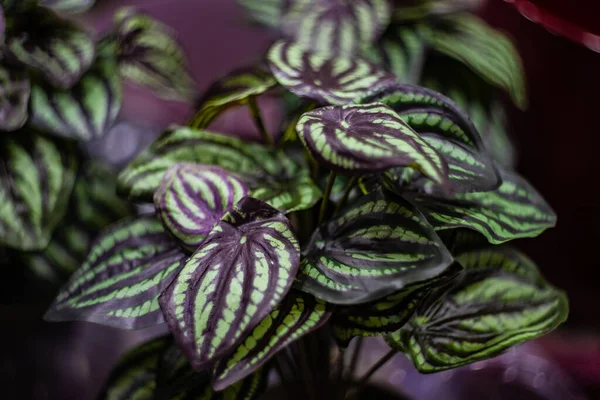 Hojas Plantas Exóticas Como Fondo Natural Con Espacio Copia — Foto de Stock