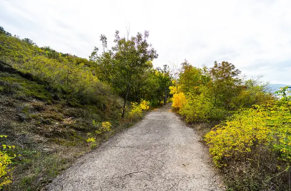 秋天的风景 树上黄叶斑斓 林间小路斑斓 — 图库照片