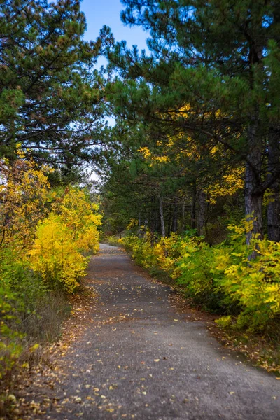 Höstlandskap Med Klargula Löv Träden Och Väg Skog — Stockfoto