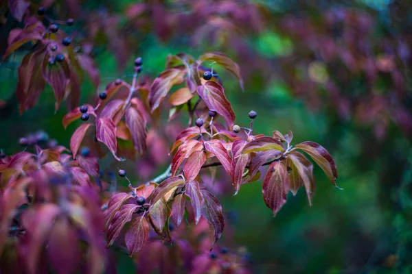 Осенние Красные Листья Ягоды Дереве Естественная Концепция — стоковое фото