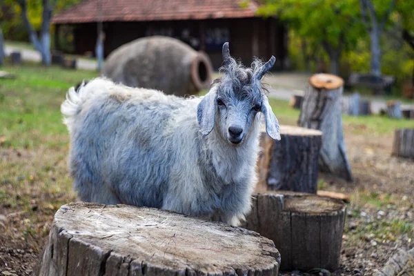 Cute Little Goat Animal Autumnal Natural Countryside Background — Stock Photo, Image