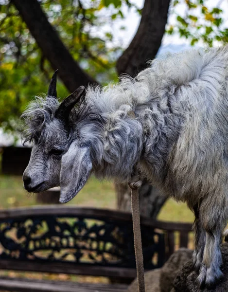 Cute Little Goat Animal Autumnal Natural Countryside Background — Stock Photo, Image