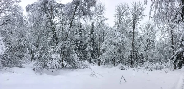 Panorama Shot Winter Forest Heavy Snowfal — Stock Photo, Image