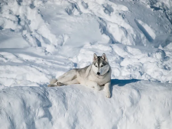 Piękny Pies Husky Śniegu Dzień Słoneczny Zimowy — Zdjęcie stockowe