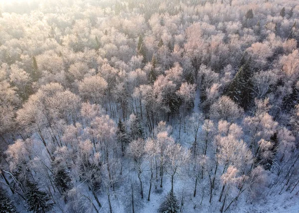 Schuss Aus Einer Drohne Winterwald Einem Kalten Sonnigen Morgen — Stockfoto