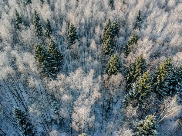 ドローンから撮影 冷たい晴れた朝に冬の森 — ストック写真