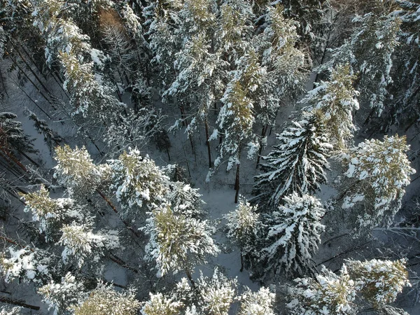 Uitzicht Van Bovenaf Een Winterbos Een Koude Zonnige Dag — Stockfoto