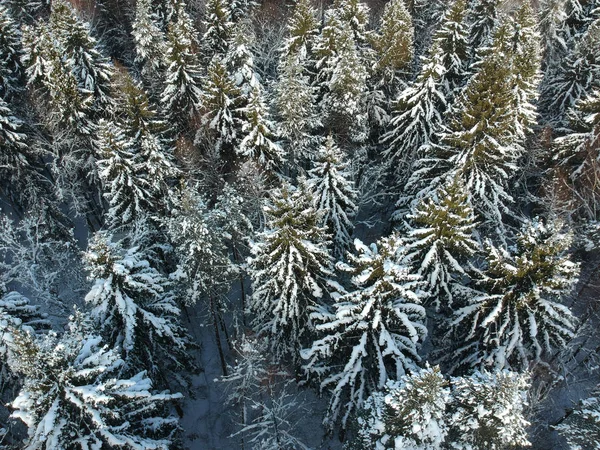 Floresta de inverno em um dia ensolarado frio — Fotografia de Stock