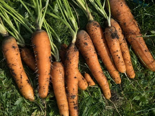 Freshly Picked Home Grown Carrot — Stock Photo, Image