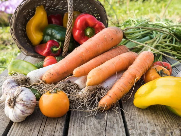 Verduras Orgánicas Recién Recogidas Cultivadas Casa Establecidas Día Soleado Otoño —  Fotos de Stock