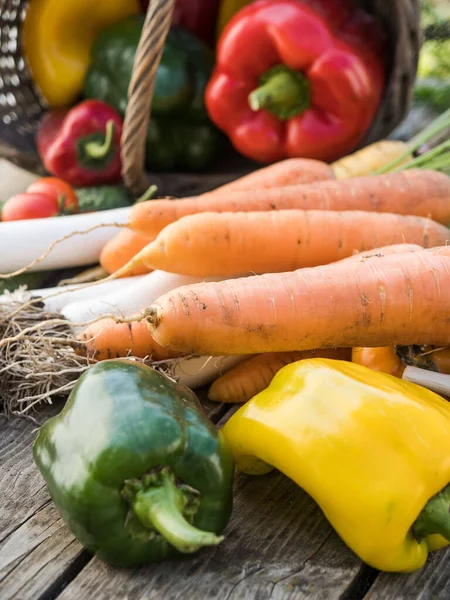Świeżo Zebrane Organiczne Warzywa Uprawiane Słoneczny Jesienny Dzień — Zdjęcie stockowe