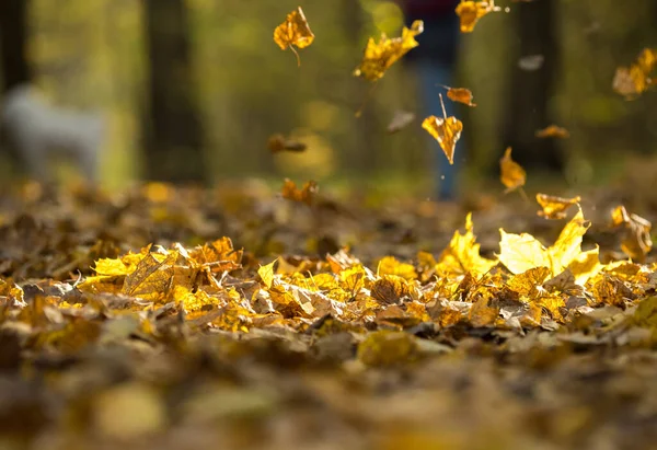 Листя Падають Лісову Стежку Сонячний Осінній День — стокове фото