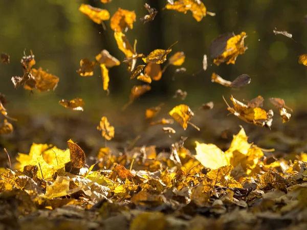 Liście Spadające Leśną Ścieżkę Słoneczny Jesienny Dzień — Zdjęcie stockowe