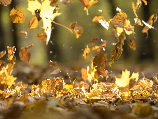 秋の晴れた日に森の歩道に落ちる葉 — ストック写真
