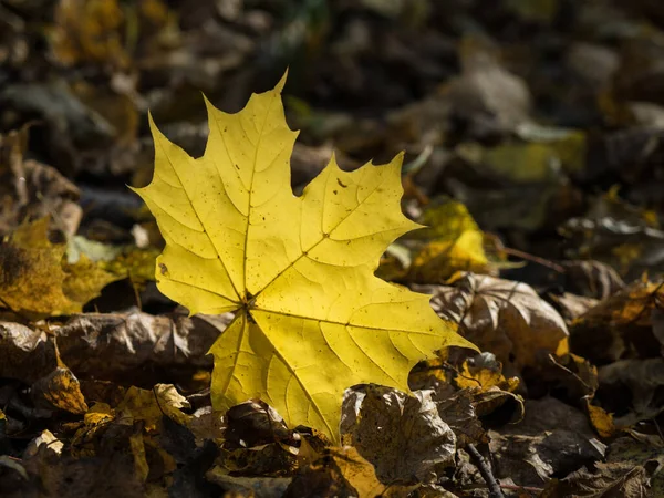 秋の晴れた日に森の小道に横たわる黄色のカエデの葉 — ストック写真
