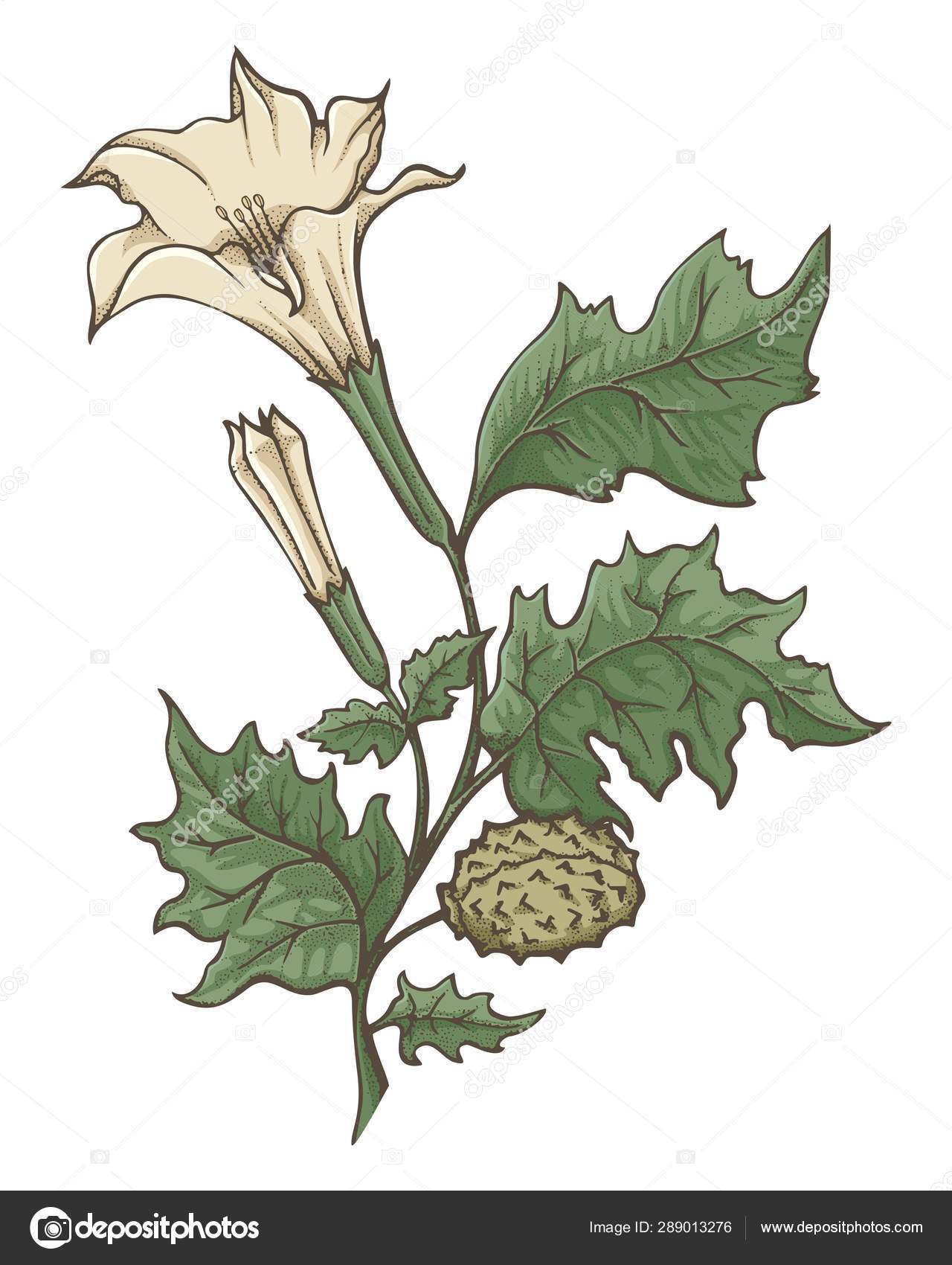 Datura Stramonium Illustration Stock Vector Image By C Fractal Datura Stramonium Illustration Stock Vector Image By C Fractal