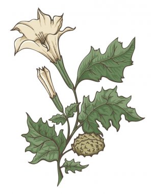 Datura stramonium Illüstrasyon