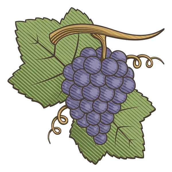 Coupe de bois de raisin violet — Image vectorielle